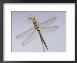 Southern Hawker Dragonfly (Aeshna Cyanea) Female, Uk by Kim Taylor Limited Edition Print