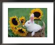 New Zealand Rabbit In Basket With Sunflowers, Usa by Lynn M. Stone Limited Edition Pricing Art Print