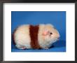 Red And White Rex Guinea Pig by Petra Wegner Limited Edition Print