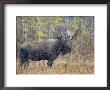 Moose Bull In Snow Storm With Aspen Trees In Background, Grand Teton National Park, Wyoming, Usa by Rolf Nussbaumer Limited Edition Pricing Art Print