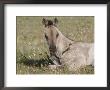 Grulla Colt Lying Down In Grass Field With Flowers, Pryor Mountains, Montana, Usa by Carol Walker Limited Edition Print