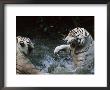 White Tigers Play Fighting In Water, India by Anup Shah Limited Edition Print
