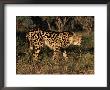 King Cheetah (Acinonyx Jubatus), De Wildt Game Park, South Africa by Tony Heald Limited Edition Pricing Art Print