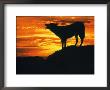 Grey Wolf, Howling At Sunset by Kim Taylor Limited Edition Print