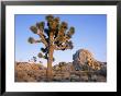 Joshua Tree And Rocks In Evening Light, Joshua Tree National Park, California, Usa by Ruth Tomlinson Limited Edition Pricing Art Print