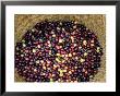 Olive Harvest, Meknes Region, Morocco, North Africa, Africa by Bruno Morandi Limited Edition Print