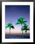 Palms At Dusk, Poipu, Usa by Holger Leue Limited Edition Print