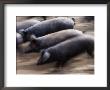 Black Iberico Pigs, Andalucia, Spain by Oliver Strewe Limited Edition Pricing Art Print