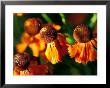 Helenium Moerheim Beauty, Close-Up Of Flower Heads In The Sunlight by Lynn Keddie Limited Edition Print