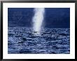 Blue Whale, Breathing, Sea Of Cortez by Gerard Soury Limited Edition Print