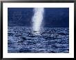 Blue Whale, Breathing, Sea Of Cortez by Gerard Soury Limited Edition Print