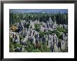 Limestone Pinnacles In Shilin, Stone Forest, At Lunan, Yunnan, China by Anthony Waltham Limited Edition Print