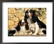 King Charles Cavalier Spaniel Adult With Puppy by Adriano Bacchella Limited Edition Print