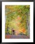 Mountain Biker On Forest Road Near Copper Harbor, Michigan, Usa by Chuck Haney Limited Edition Print