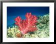 Reef Scene With Soft Coral, Fiji by David B. Fleetham Limited Edition Print