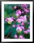 Thalictrum Delavayi by Mark Bolton Limited Edition Print