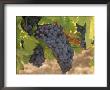 Cabernet Sauvignon Grapes, Malaga, Aquitaine, France by Michael Busselle Limited Edition Print