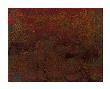 Rosewater by Charles Sabec Limited Edition Pricing Art Print
