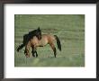 Two Wild Horses Bonding In A Field by Chris Johns Limited Edition Pricing Art Print