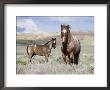 Wild Horses, Red Roan Stallion With Foal In Sagebrush-Steppe Landscape, Adobe Town, Wyoming, Usa by Carol Walker Limited Edition Print