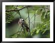 Many-Colored Fruit Dove Sitting On A Slender Tree Branch by Tim Laman Limited Edition Print