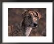 Magyar Agar / Hungarian Greyhound by Adriano Bacchella Limited Edition Print