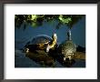 Mesoamerican Slider Turtles, River Chagres, Soberania Forest National Park, Panama by Sergio Pitamitz Limited Edition Print