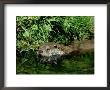 European Otter, May, Uk by David Tipling Limited Edition Print