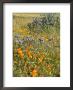 Antelope Valley Poppy Reserve, California, Usa by Ethel Davies Limited Edition Print