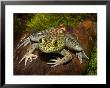 Bullfrog On Log by Maresa Pryor Limited Edition Print