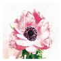 Poppy I by Sophia Davidson Limited Edition Print