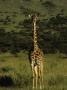 Masai Mara Giraffe Against The Beautiful Rolling Hills Of Masai Mara National Park by Daniel Dietrich Limited Edition Print
