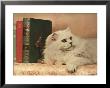 A Cat Rests Near A Stack Of Books by Willard Culver Limited Edition Print