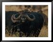 Cape Buffalo by Michael Nichols Limited Edition Print