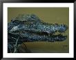 Close View Of A Caiman And Its Gaping Jaws by Joel Sartore Limited Edition Print
