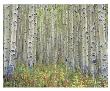 Maroon Creek Aspens by Larry Hatlett Limited Edition Pricing Art Print