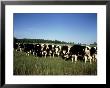 Jersey Cows In Open Field, Wi by Mark Gibson Limited Edition Print