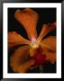 Close View Of An Orange Orchid Blossom by Michael Nichols Limited Edition Pricing Art Print
