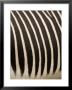 Closeup Of A Grevys Zebra's Coat by Tim Laman Limited Edition Print