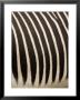 Closeup Of A Grevys Zebra's Coat by Tim Laman Limited Edition Print