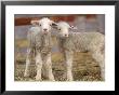 Pair Of Commercial Targhee Lambs by Chuck Haney Limited Edition Print