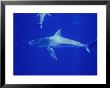 Galapagos Shark (Carcharhinus Galapagensis), Midway Island, Usa by Casey Mahaney Limited Edition Print