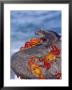 Marine Iguana & Sally Lightfoot Crabs, Mosquera Island, Galapagos by Mark Jones Limited Edition Print