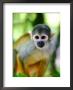 Squirrel Monkey At An Animal Rescue Centre by Paul Kennedy Limited Edition Print