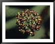 Detail Of The Medusa's Head, An Arid Succulent, Tiny White Flowers, Australia by Jason Edwards Limited Edition Print