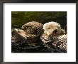 Two Captive Sea Otters Floating Back To Back by Tim Laman Limited Edition Print