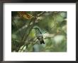Hummingbird Perched On The Branch Of A Tree by Todd Gipstein Limited Edition Print
