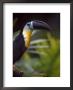 Colorful Channel-Billed Toucan In Profile by Jason Edwards Limited Edition Print