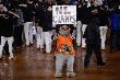 San Francisco, Ca - Oct. 22: Giants V Cardinals - Lou Seal Holds Up A Sign Reading 'Nl Champs' by Thearon W. Henderson Limited Edition Print