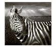 Black & White Of Zebra And Plain, Kenya by Joanne Williams Limited Edition Print